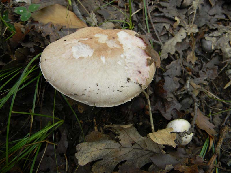 Agaricus fotog.il 15.10.2010.sotto Quercia